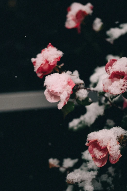 small pink flowers are all covered in snow