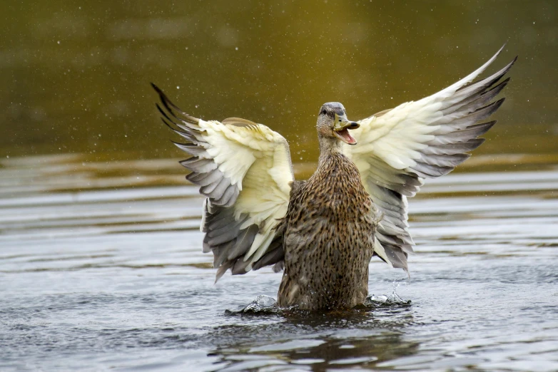 the two birds are drying their wings in the water