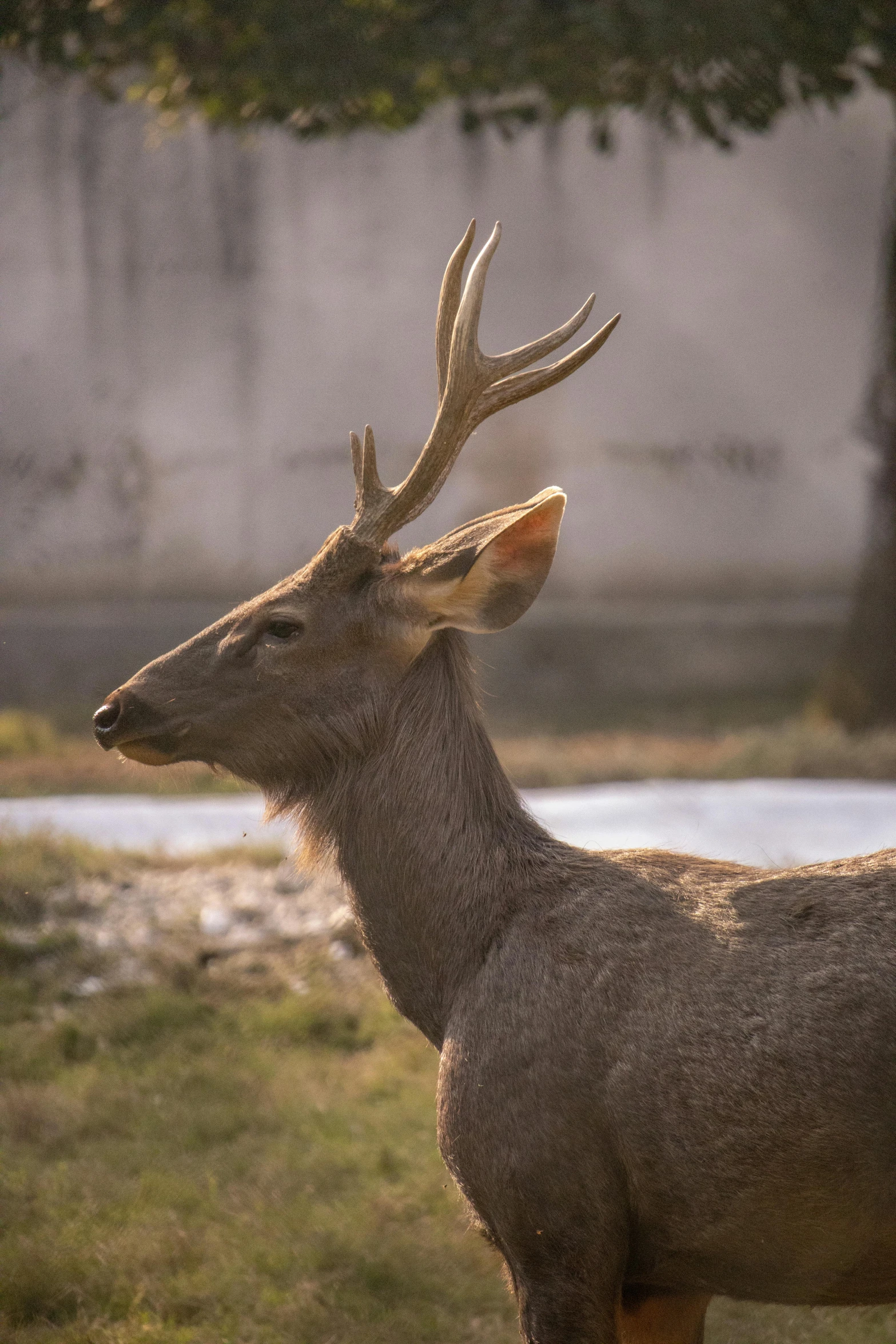 there is a deer that is standing outside