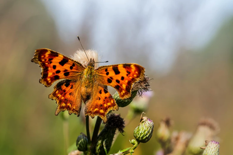 a erfly is sitting on the flower of an alliumum