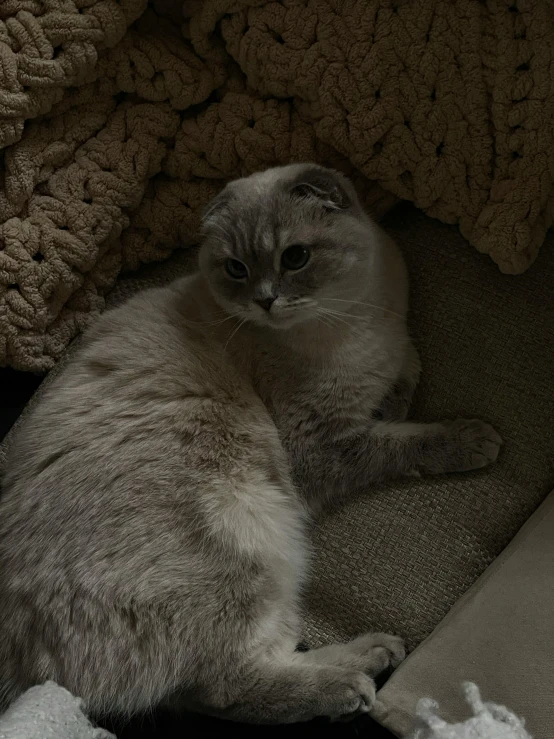 a gray and white cat curled up on the arm of a couch