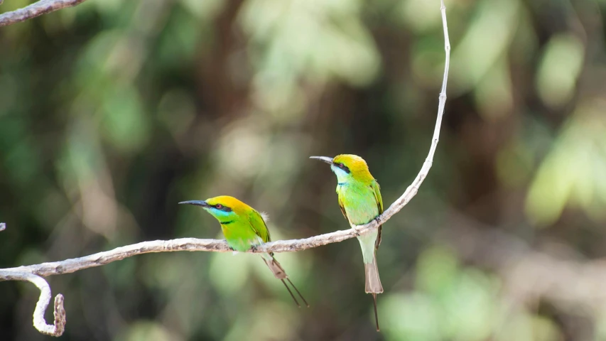 there are two yellow and green birds sitting on the nch