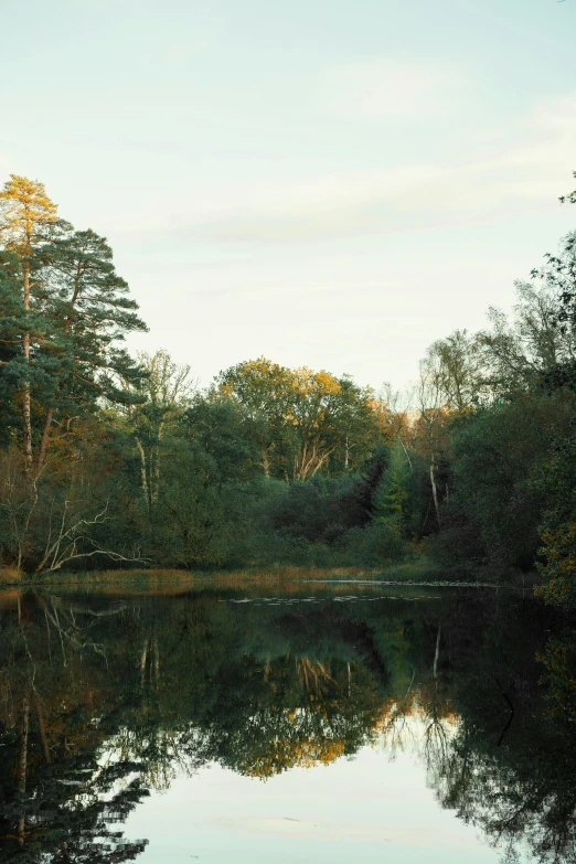 a body of water surrounded by lots of trees