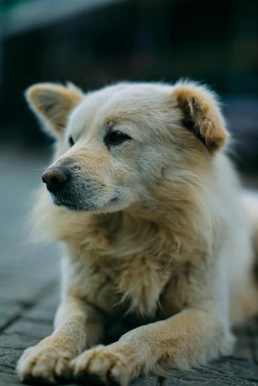 a little brown dog laying on top of a sidewalk