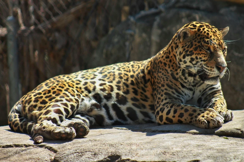 a sleeping leopard sitting on top of a rock