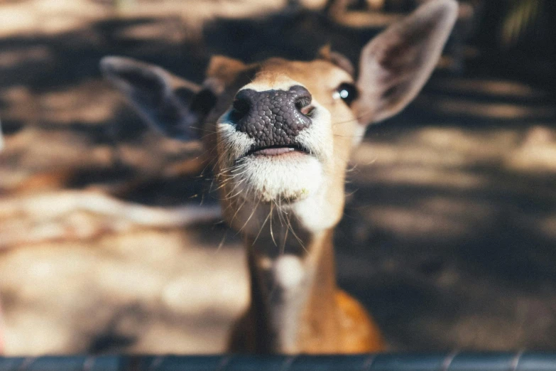 a close up of a small animal in a fence