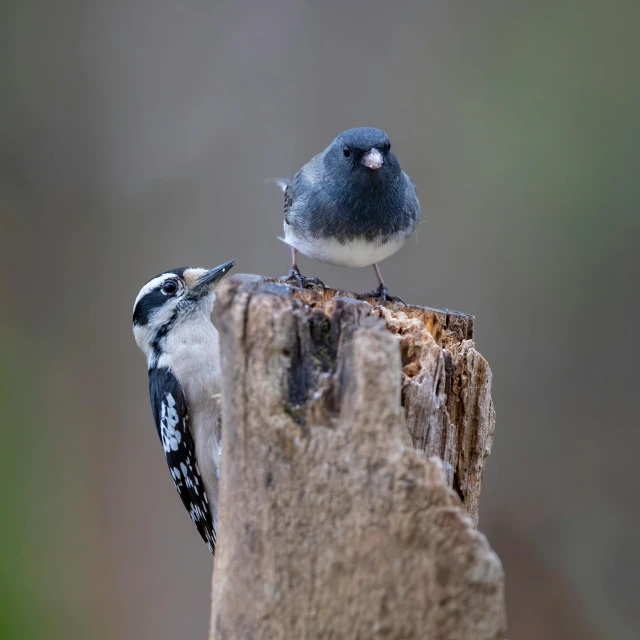 a blue and white bird sits on top of a tree stump