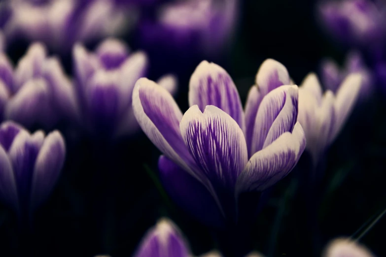 a bunch of purple flowers sitting in the middle of a room