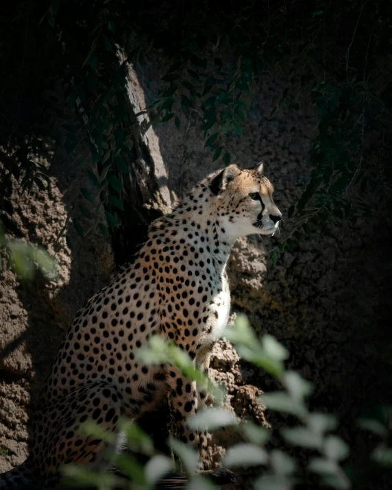 a large cheetah sits by a tree in the dark