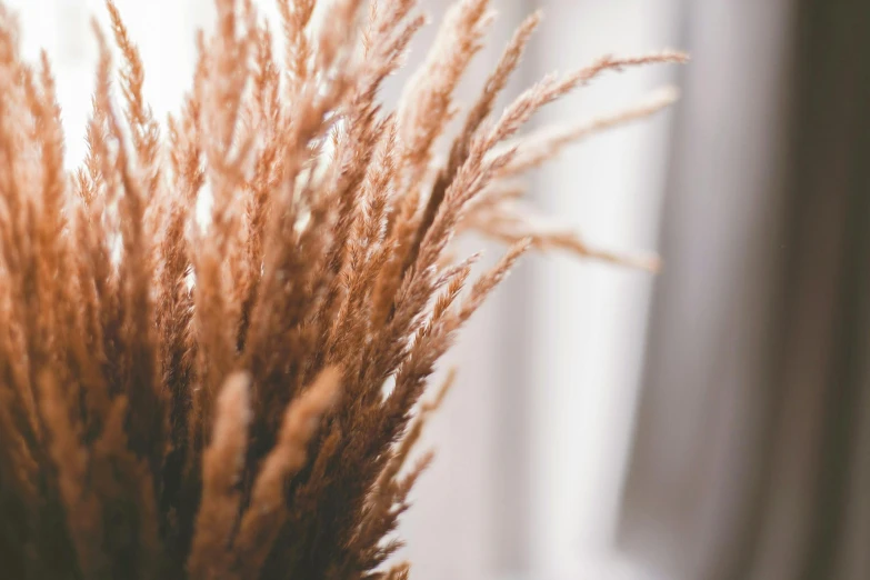 dried grasses in front of a white window