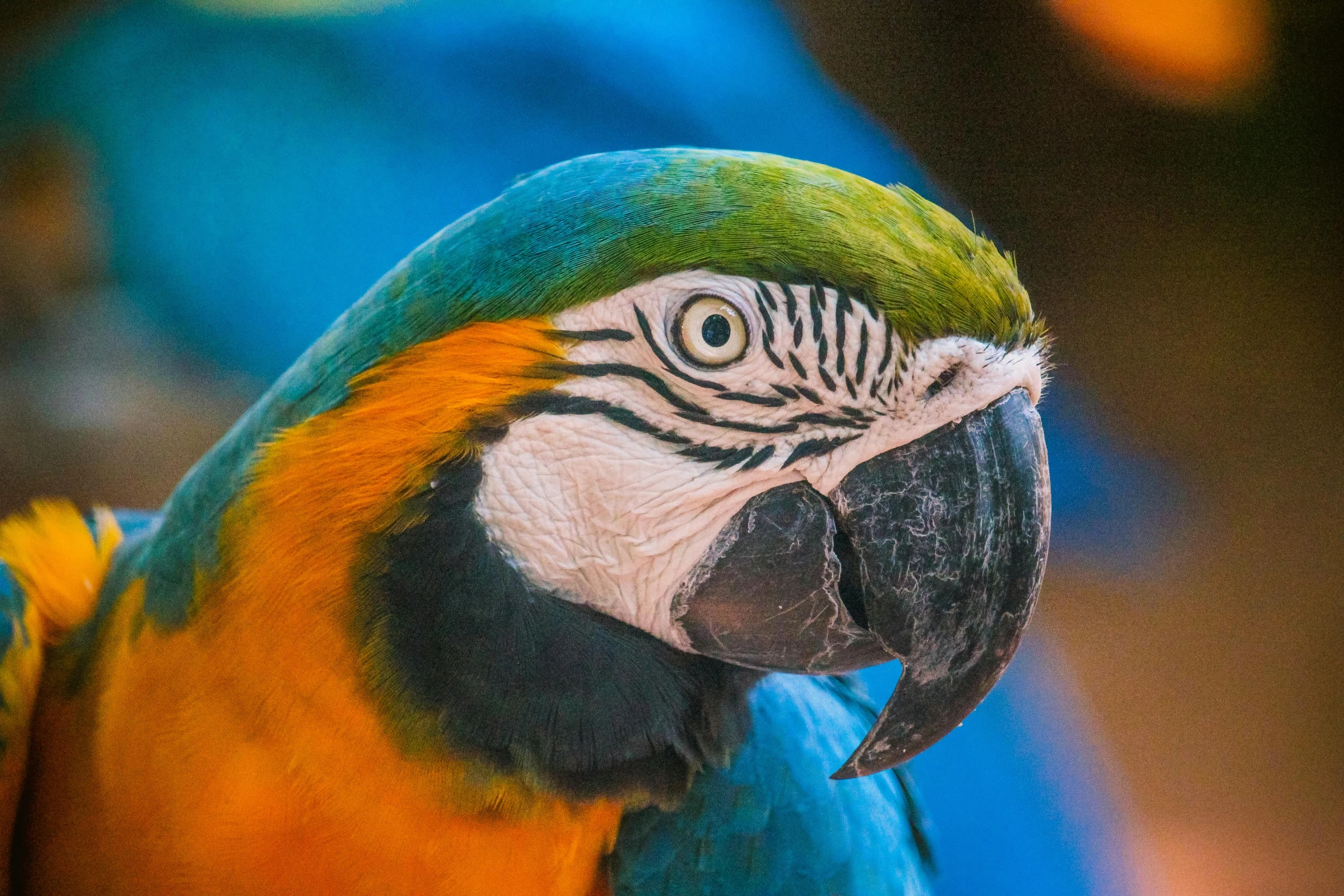 a close up of a blue, green and gold parrot