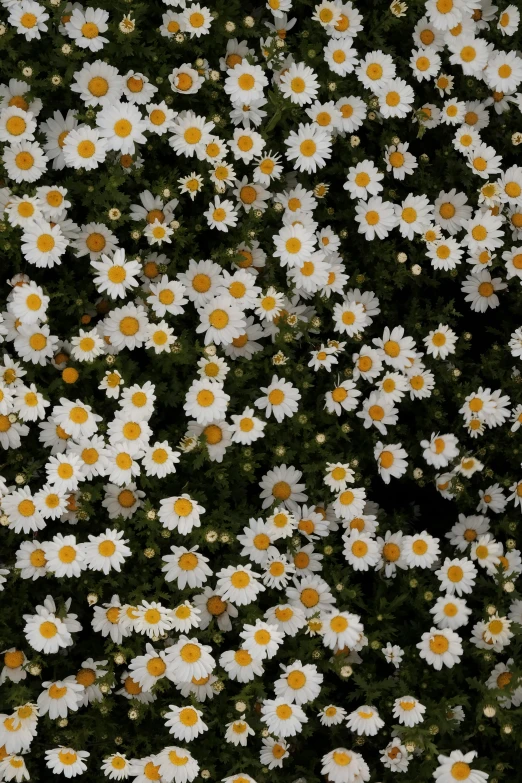 a field with several flowers growing in it