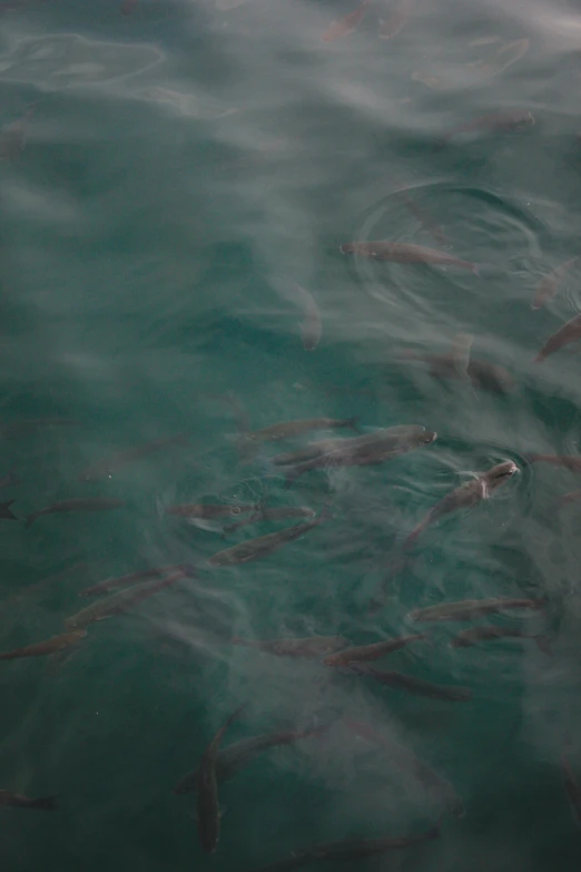 a group of fish swimming in a pond of water