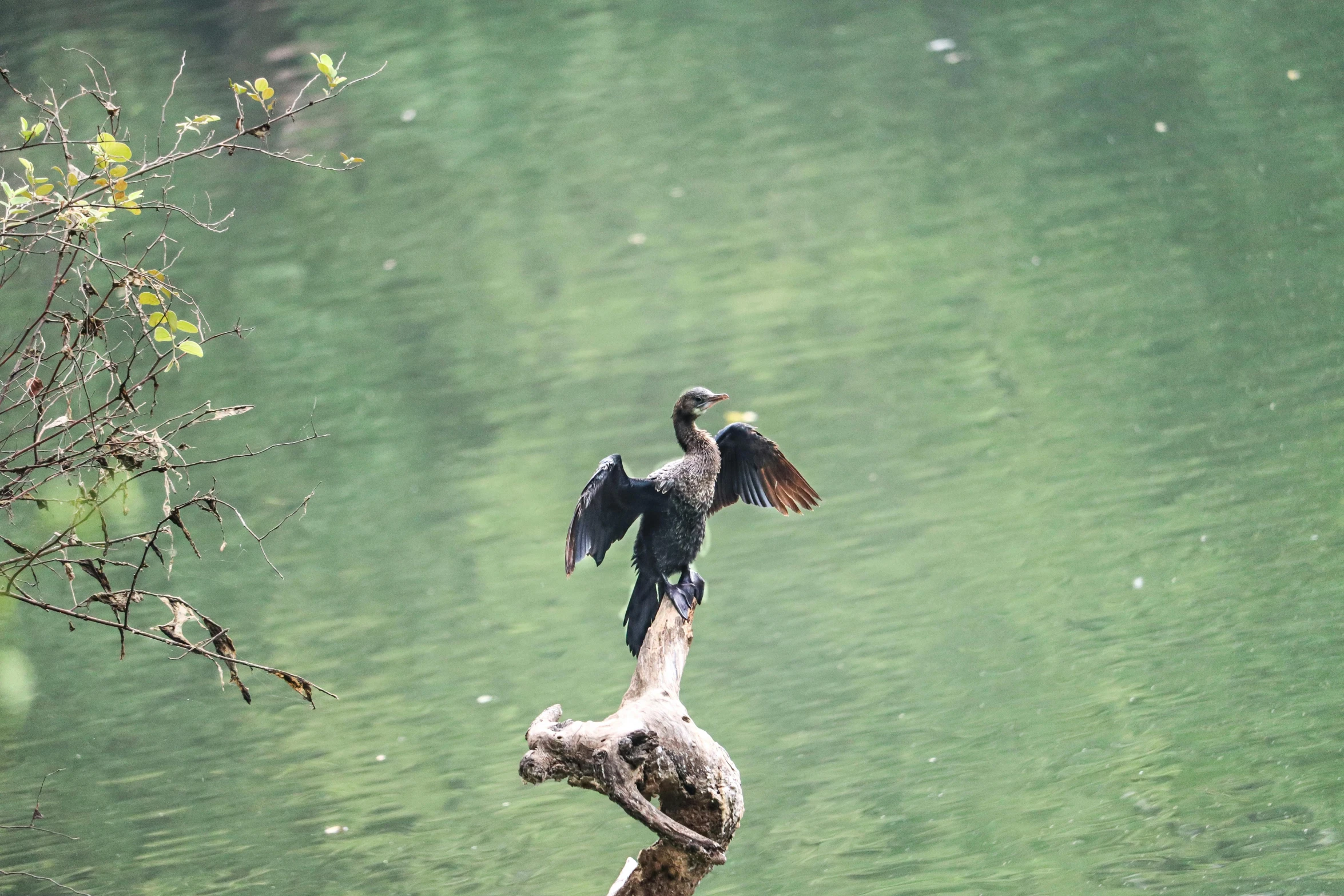 a bird sitting on a log with its wings outstretched