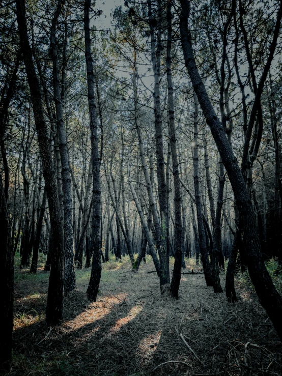 a pograph of a lot of trees and some leaves