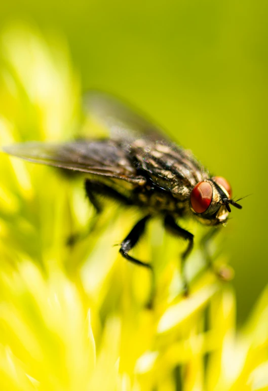 a fly is shown in front of a green background