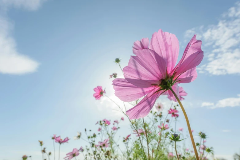 pink flowers in an open field under blue skies
