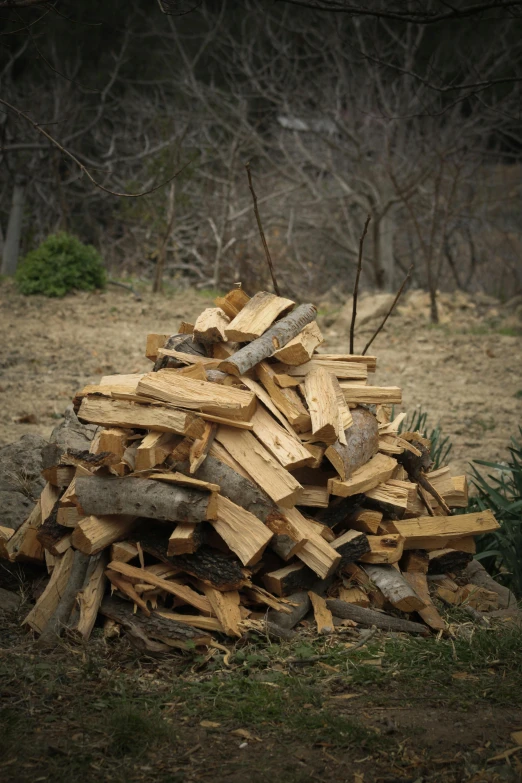 piles of firewood in a wooded area