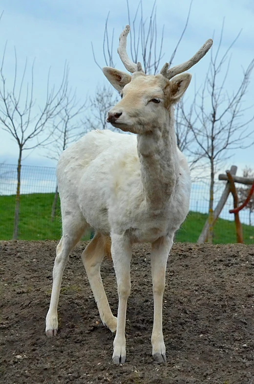 a young white deer standing in a dirt field