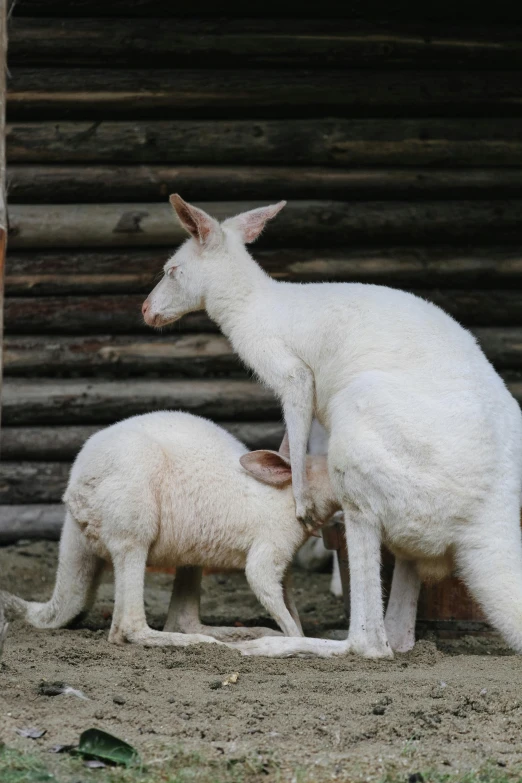 a baby lamb stands next to it's mother