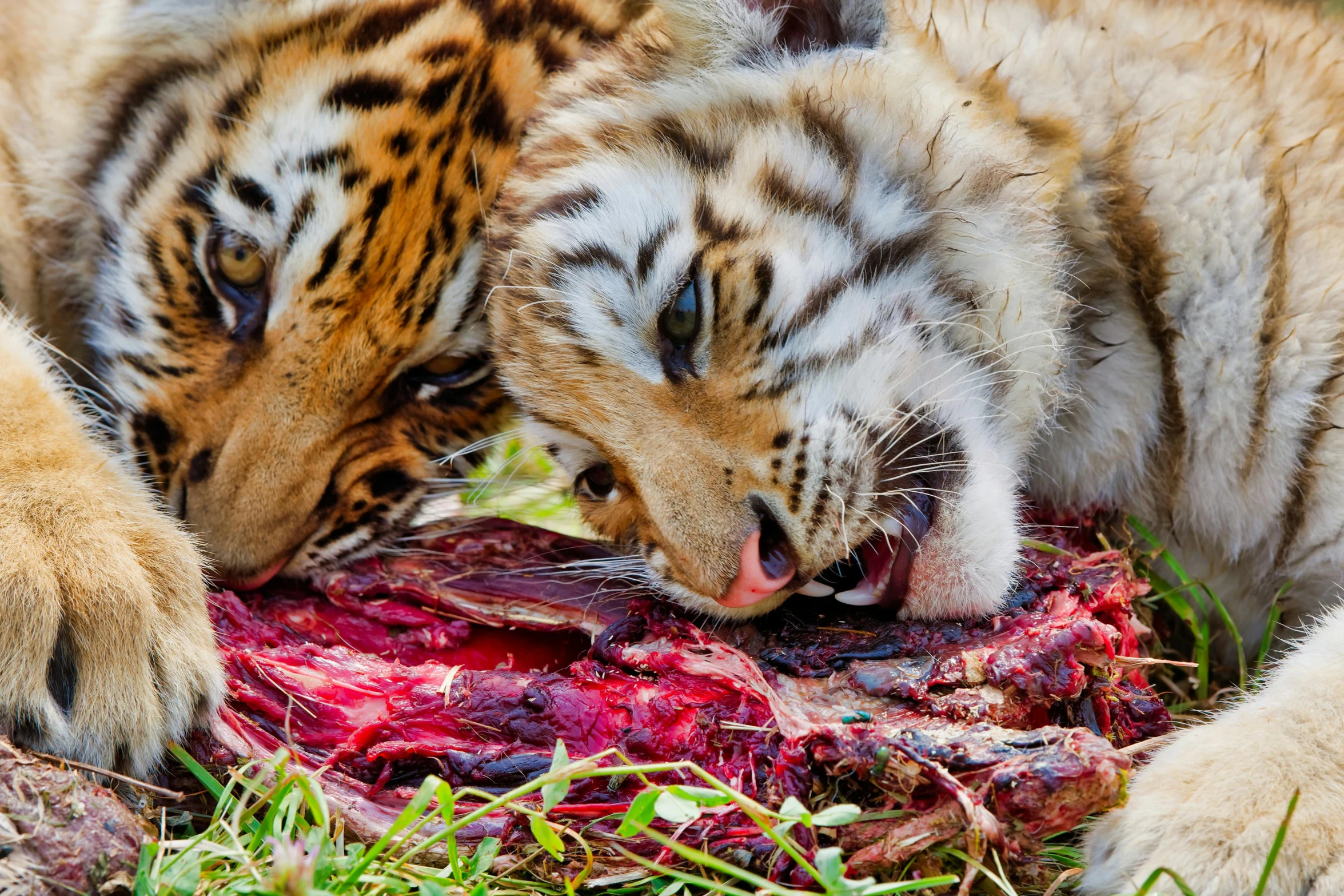 two tigers feasting on a carcass in the grass