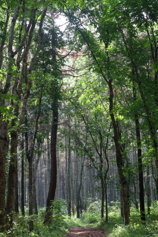 a trail in the middle of a forest with lots of trees