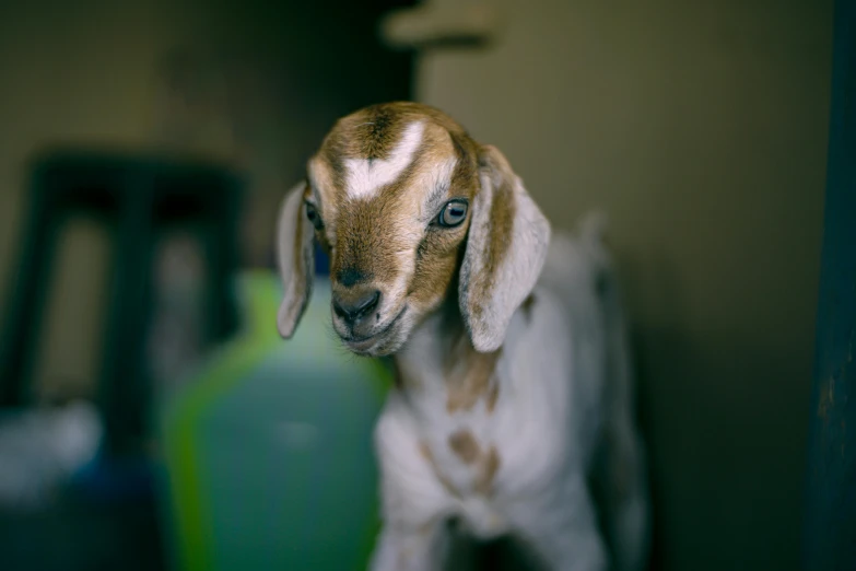 a close up of a goat with brown paint