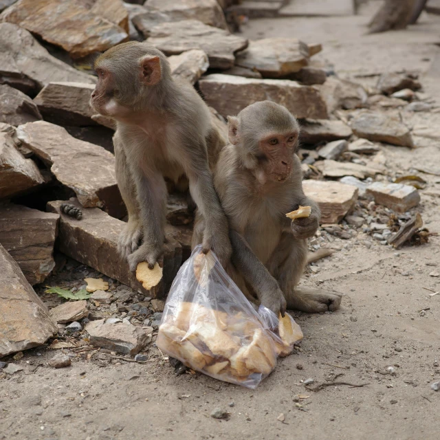 two monkeys are on the road with a bag of bread