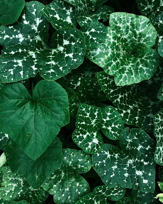 an arrangement of different plants with leaves