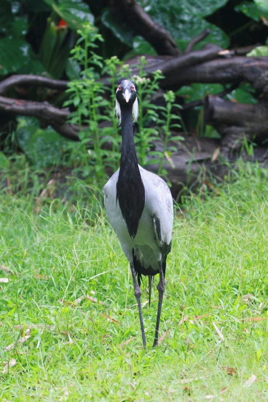 a bird standing in the grass looking upward