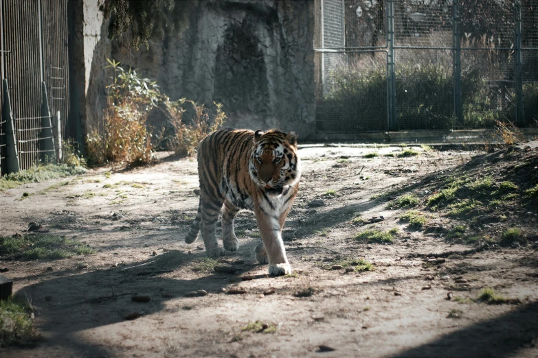 a tiger walking in the dirt near a fence