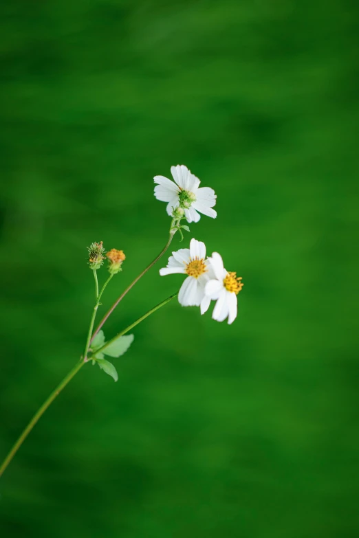 the white flowers are growing on the stem of a plant