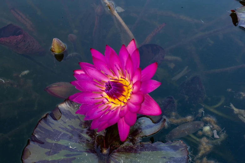 the purple flower is floating in the water