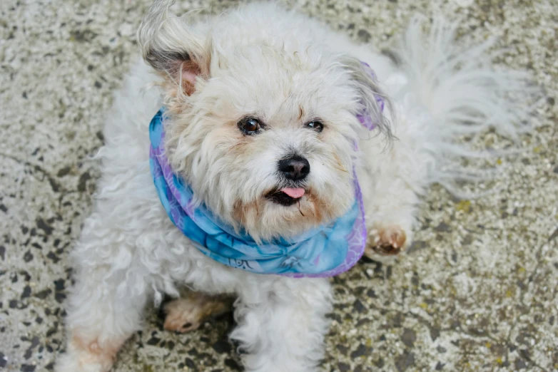 a small white dog with a blue scarf on