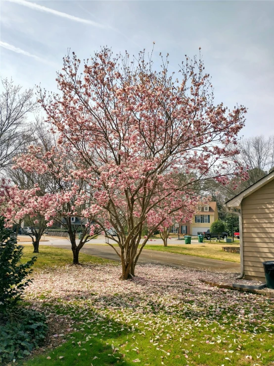 a flowering cherry tree sits in the foreground of a garage