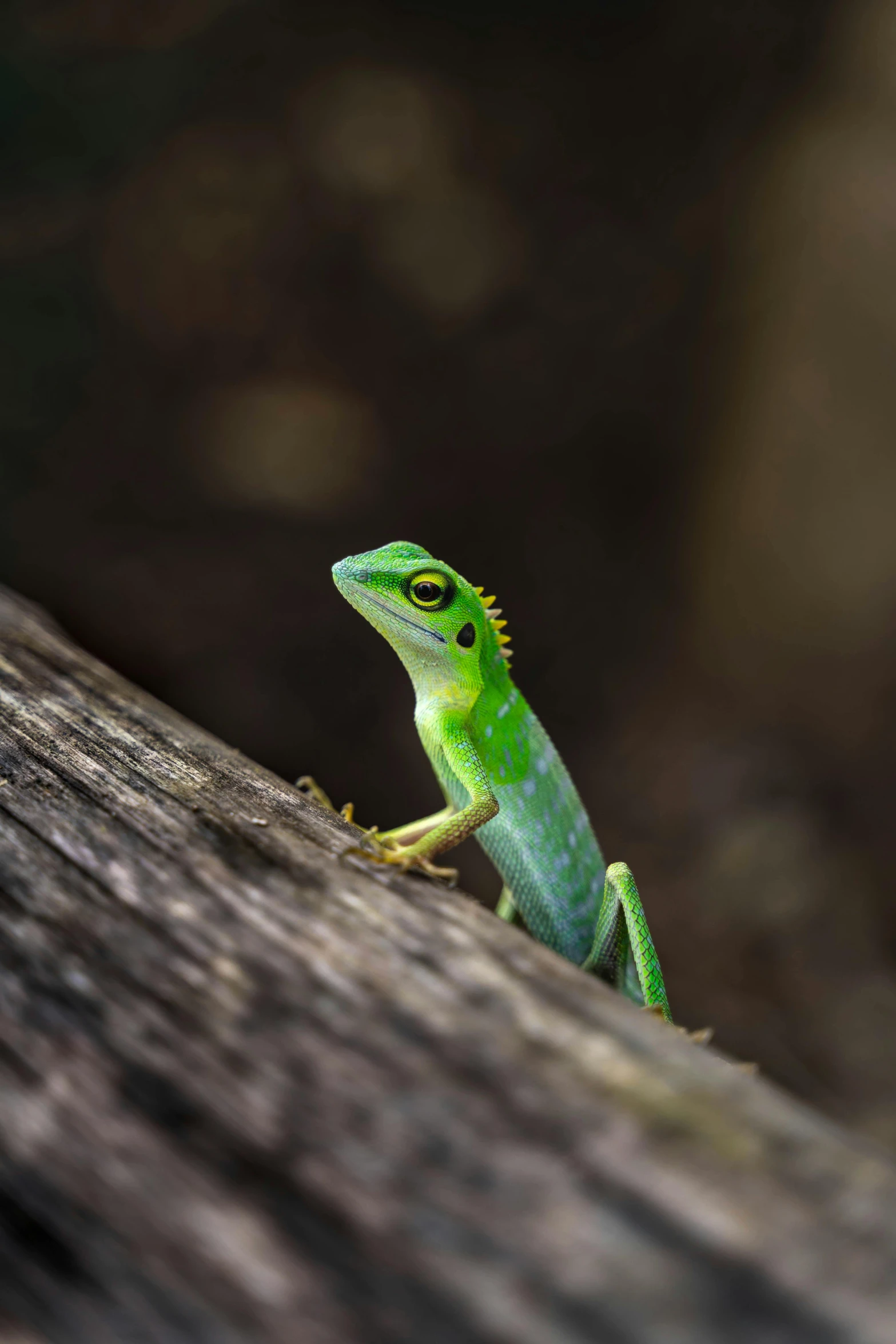 green lizard on wood looking to the side