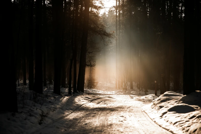 a path in the woods that has fallen into snow