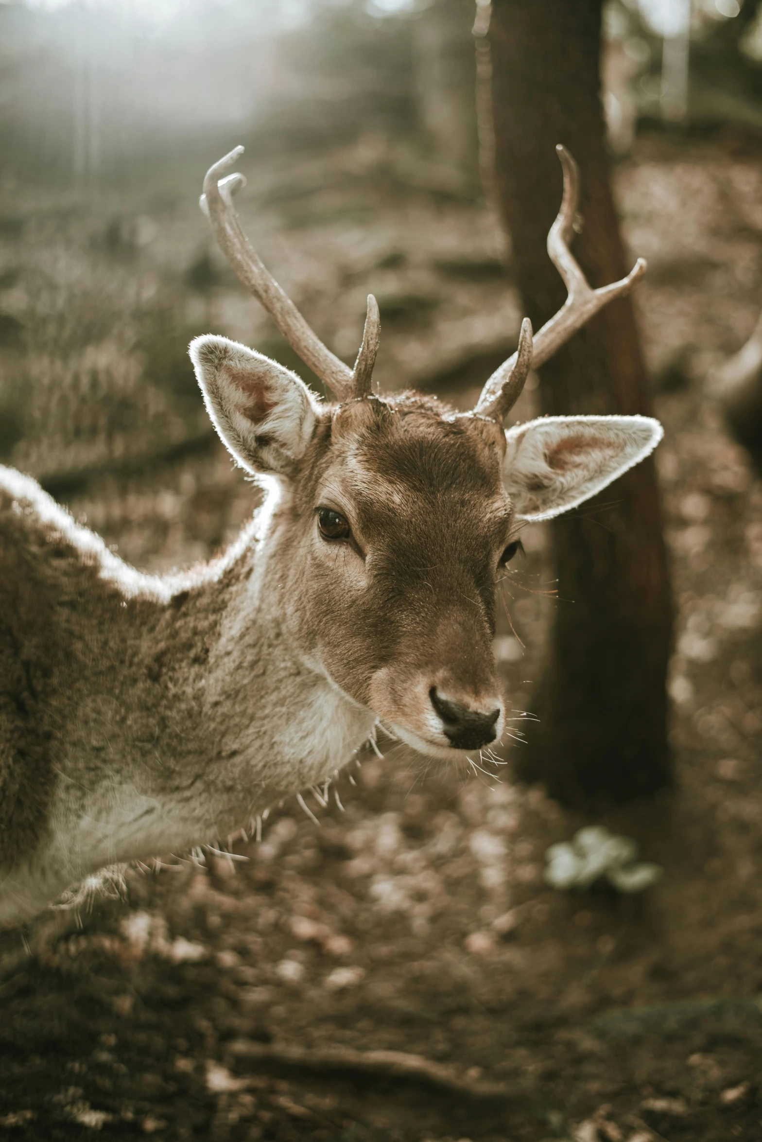 a deer standing next to trees in the woods