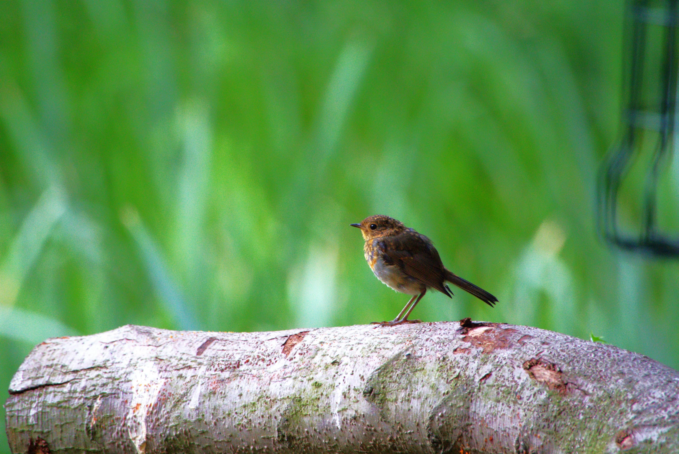 small bird perched on a tree stump in the grass