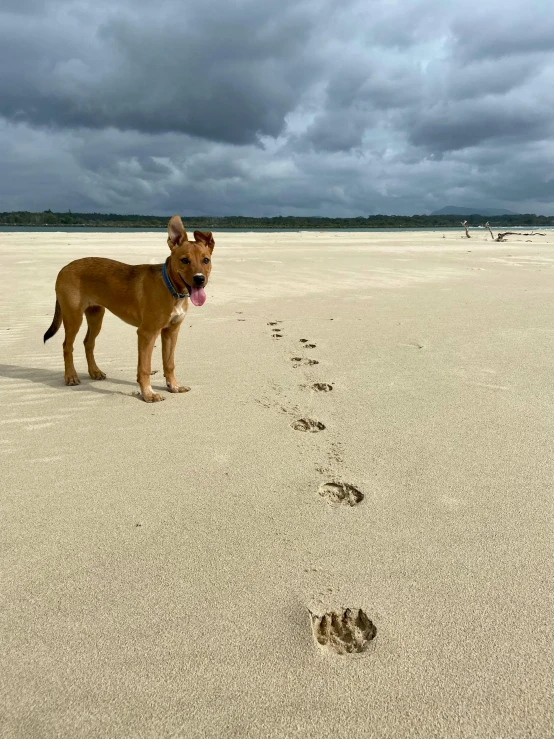 a brown dog is standing on a sandy beach