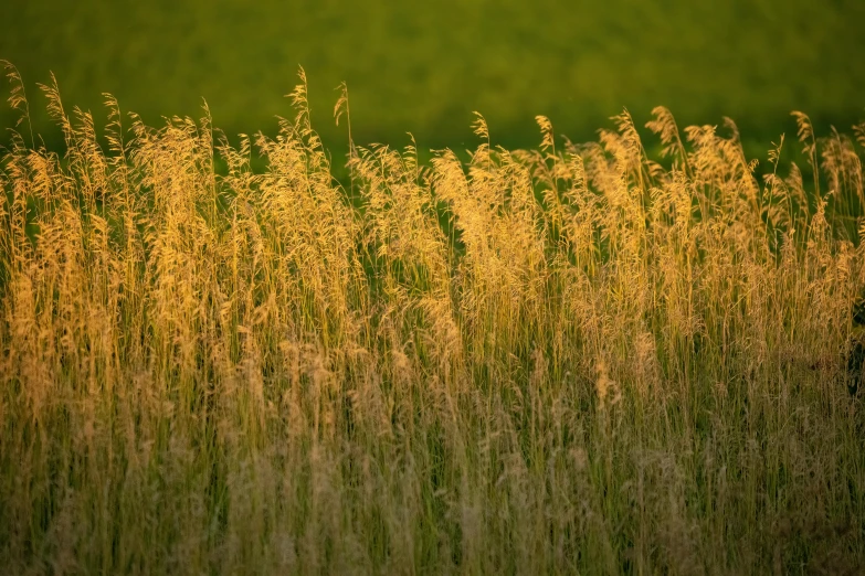 some tall grass is shown on the right side