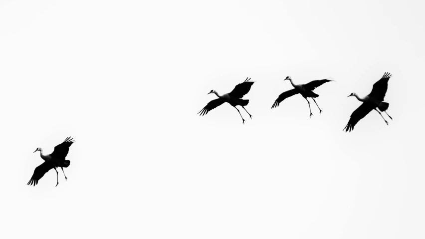 black and white pograph of three birds in flight