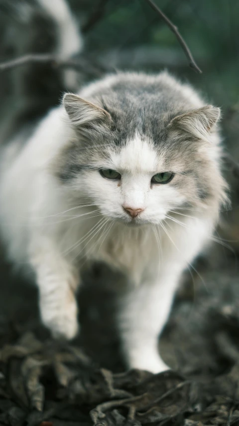 a white and grey cat walks through a bunch of leaves