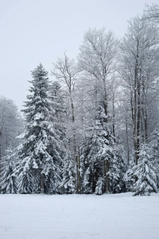 some very snowy trees on a very cloudy day