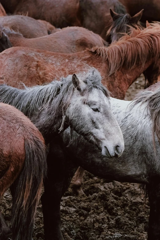 several horses are standing in a muddy area