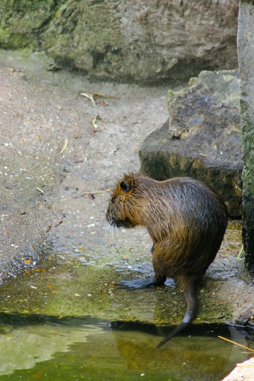 a beaver standing next to a pool of water in its habitat