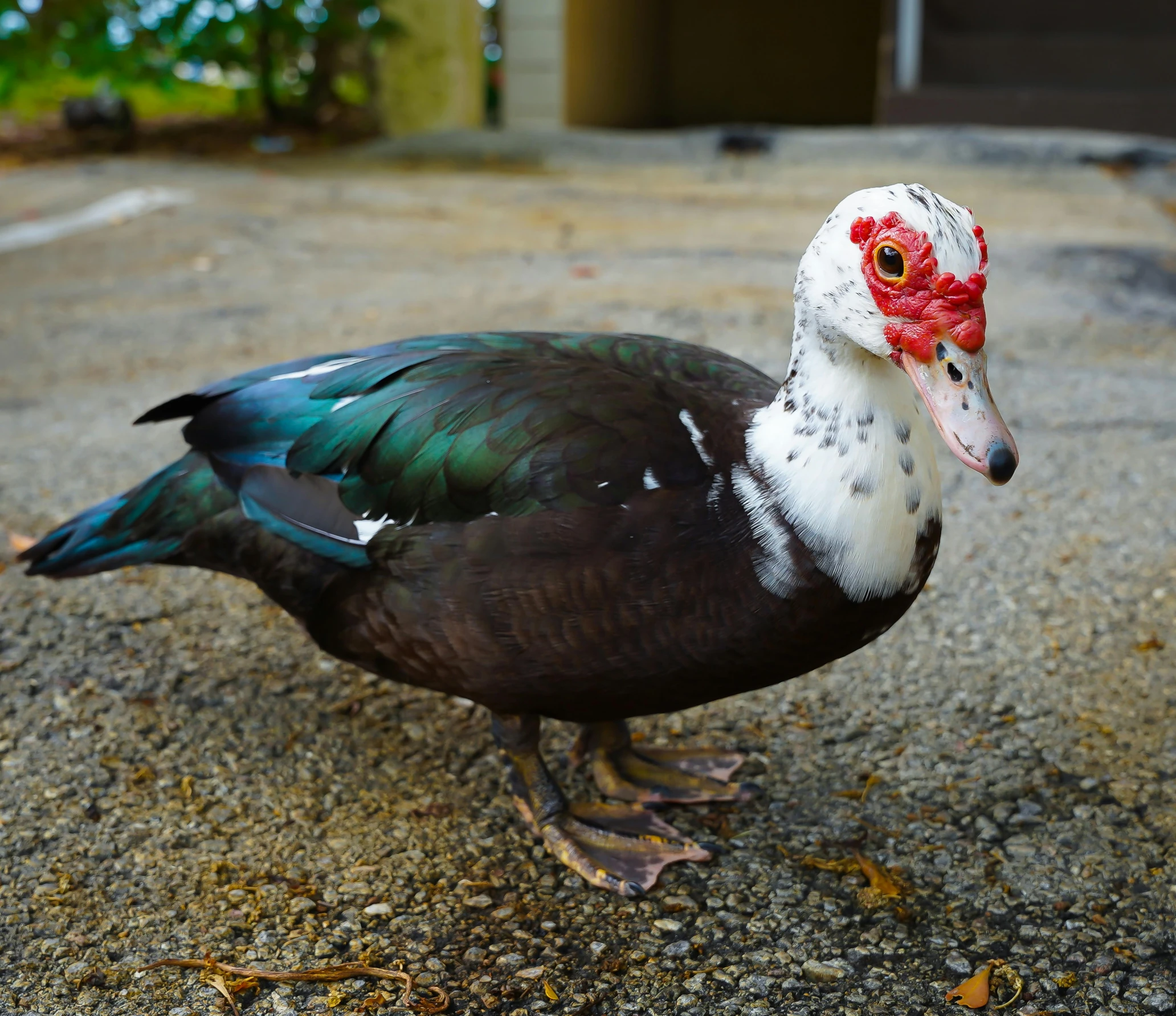 a bird with black, blue and green feathers on pavement