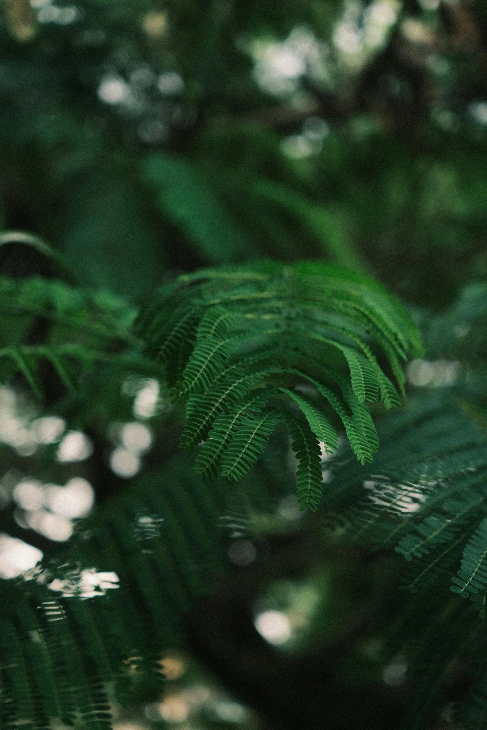 a green fern leaf is seen through the leaves