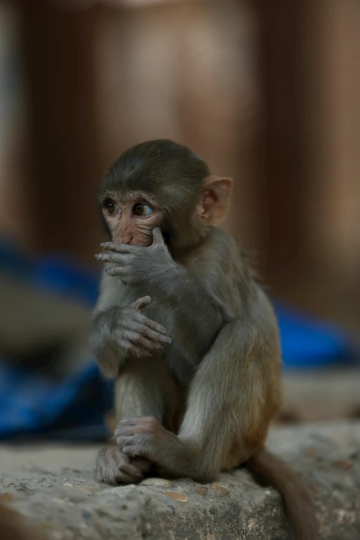 a small animal with a wooden stick in it's hand