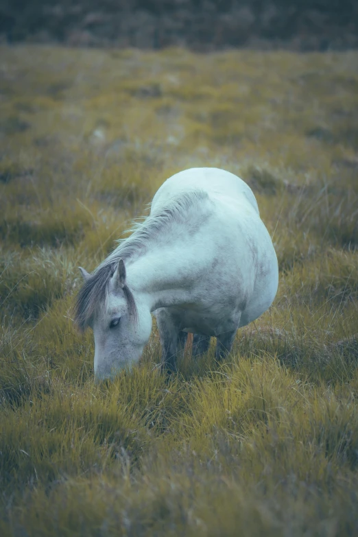 a white horse grazing in some tall grass
